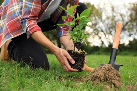 Photo for Man planting young green tree in garden, closeup - Royalty Free Image