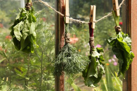 Photo for Bunches of fresh green herbs hanging on twine near window indoors - Royalty Free Image