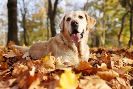 Photo for Cute Labrador Retriever dog on fallen leaves in sunny autumn park - Royalty Free Image