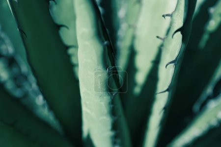 Foto de Vista de cerca de las hermosas hojas de Agave. Planta exótica - Imagen libre de derechos