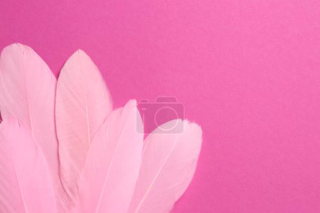 Téléchargez les photos : Belles plumes sur fond rose, vue de dessus. Espace pour le texte - en image libre de droit