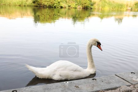 Photo for Beautiful white swan swimming in lake outdoors - Royalty Free Image