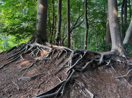 Téléchargez les photos : Tree roots visible through ground in forest - en image libre de droit
