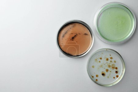 Téléchargez les photos : Boîtes de Pétri avec différentes colonies de bactéries sur fond blanc, plat. Espace pour le texte - en image libre de droit