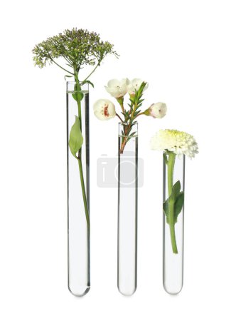 Photo for Different plants in test tubes on white background - Royalty Free Image