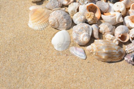 Many beautiful sea shells on sand, closeup. Space for text