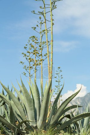 Foto de Hermosa planta de agave creciendo al aire libre en el día soleado - Imagen libre de derechos