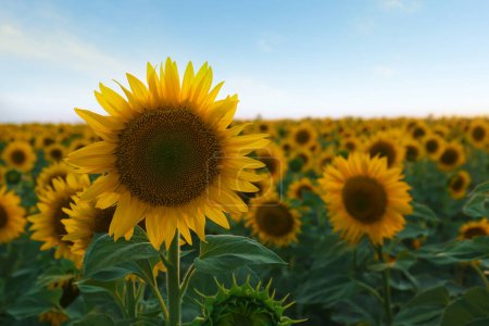 Photo for Beautiful blooming sunflower in field on summer day - Royalty Free Image