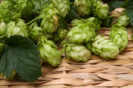 Fresh green hops and leaves on wicker mat, closeup