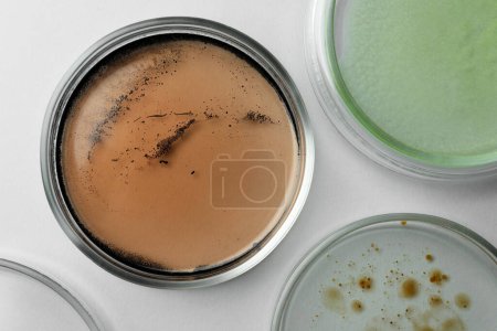Téléchargez les photos : Boîtes de Pétri avec différentes colonies de bactéries sur fond blanc, plat - en image libre de droit