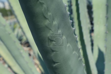 Foto de Vista de cerca de la hermosa hoja de Agave. Planta exótica - Imagen libre de derechos