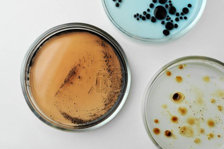 Téléchargez les photos : Boîtes de Pétri avec différentes colonies de bactéries sur table blanche, plat - en image libre de droit