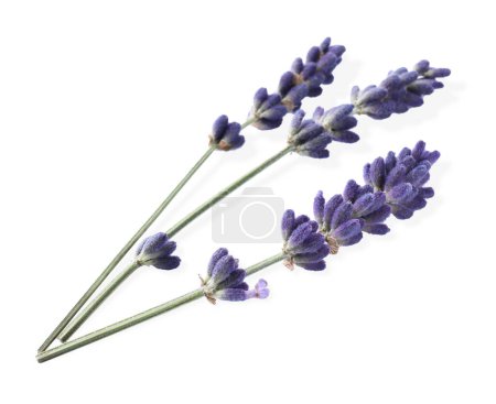 Beautiful lavender flowers isolated on white. Fresh herb