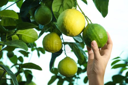 Femme cueillant du citron mûr dans une branche à l'extérieur, gros plan