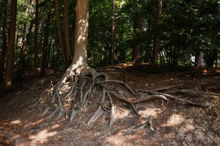 Téléchargez les photos : Tree roots visible through ground in forest - en image libre de droit