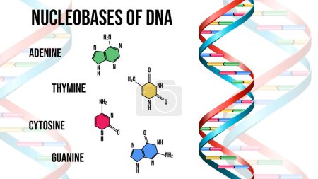 Photo for Nucleobases of DNA on white background. Illustration - Royalty Free Image