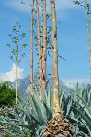 Foto de Hermosa planta de agave creciendo al aire libre en el día soleado - Imagen libre de derechos