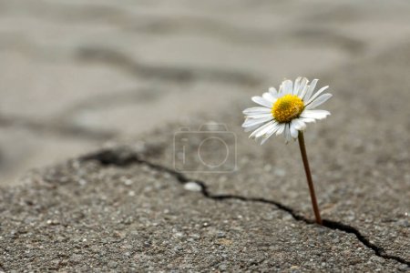 Foto de Hermosa flor que crece de la grieta en asfalto, espacio para el texto. Concepto esperanza - Imagen libre de derechos