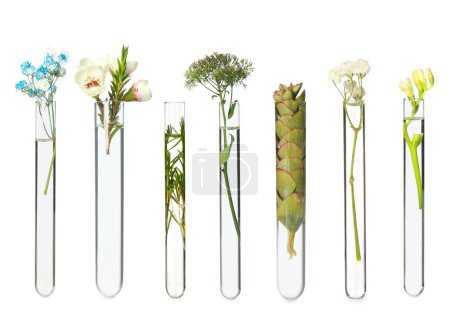 Photo for Set with different plants in test tubes on white background - Royalty Free Image