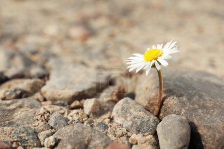 Foto de Hermosa flor que crece en suelo seco, espacio para el texto. Concepto esperanza - Imagen libre de derechos