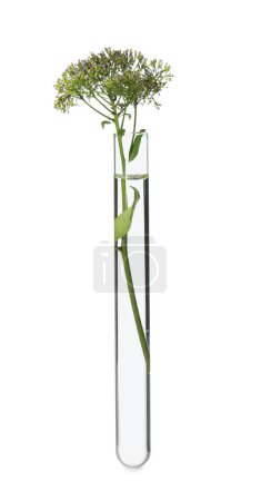 Photo for Green plant in test tube on white background - Royalty Free Image