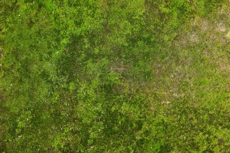 Photo for Textured surface with moss as background, top view - Royalty Free Image