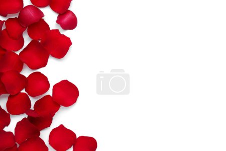 Téléchargez les photos : Pétales de rose rouge sur fond blanc, vue du dessus - en image libre de droit