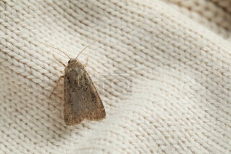 Paradrina clavipalpis moth on color knitted sweater, closeup