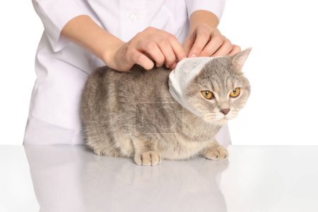 Téléchargez les photos : Vétérinaire mettre bandage sur l'oreille du chat droit écossais mignon sur fond blanc, gros plan - en image libre de droit