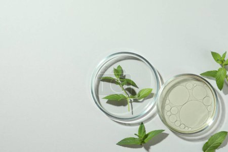 Photo for Flat lay composition with Petri dishes and plants on light grey background. Space for text - Royalty Free Image