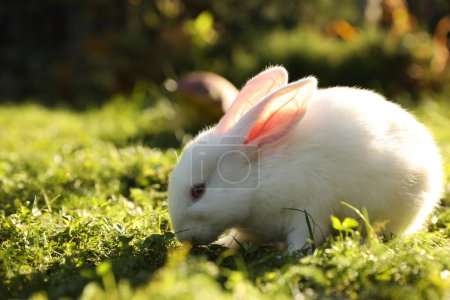 Foto de Lindo conejo blanco en hierba verde al aire libre. Espacio para texto - Imagen libre de derechos