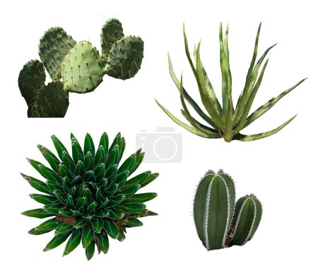 Foto de Set con diferentes cactus hermosos sobre fondo blanco - Imagen libre de derechos