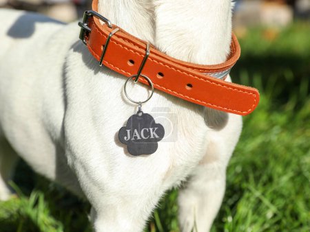 Foto de Perro en collar con etiqueta de metal en hierba verde al aire libre, primer plano - Imagen libre de derechos