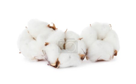 Photo for Beautiful fluffy cotton flowers on white background - Royalty Free Image