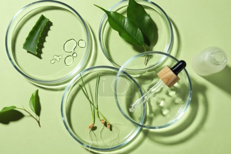 Photo for Flat lay composition with Petri dishes and plants on pale light green background - Royalty Free Image