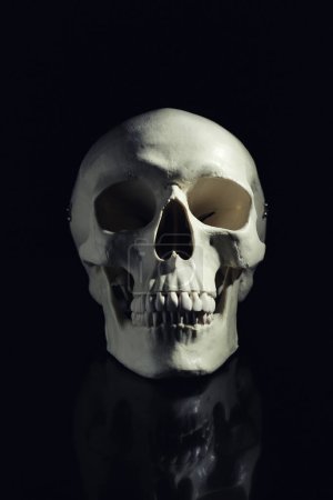 Weißer menschlicher Schädel mit Zähnen auf schwarzem Hintergrund