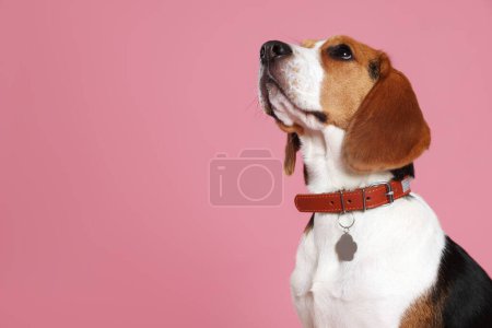 Adorable Beagle dog in stylish collar with metal tag on pink background. Space for text