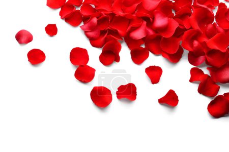 Foto de Hermosa rosa roja pétalos de flores sobre fondo blanco, vista superior - Imagen libre de derechos