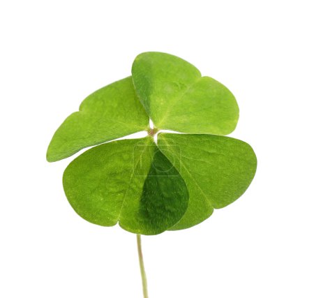 Foto de Hermoso trébol verde de cuatro hojas aislado en blanco - Imagen libre de derechos