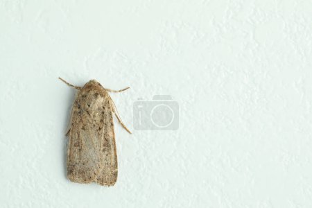 Photo for Paradrina clavipalpis moth on white textured background, top view. Space for text - Royalty Free Image