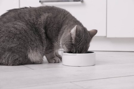 Foto de Lindo gato hetero escocés comiendo comida para mascotas de tazón de alimentación en casa - Imagen libre de derechos