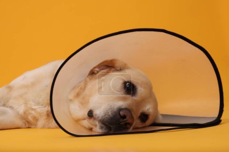 Téléchargez les photos : Triste Labrador Retriever avec collier de cône de protection couché sur fond orange - en image libre de droit