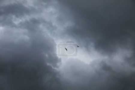 Téléchargez les photos : Vue pittoresque des oiseaux dans le ciel avec de gros nuages pluvieux - en image libre de droit