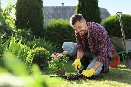 Happy man transplanting beautiful flowers into soil outdoors on sunny day. Gardening time