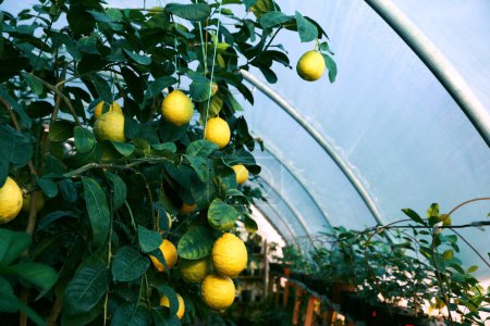 Tree branches with green leaves and unripe lemons in greenhouse