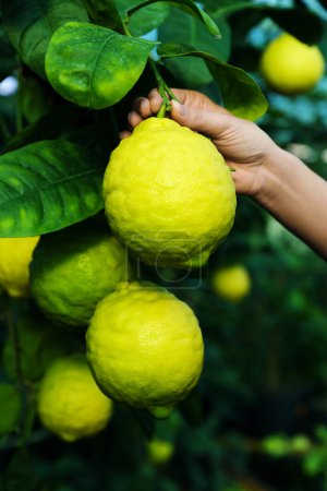 Mujer recogiendo limón maduro de rama al aire libre, primer plano