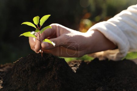 Photo for Woman planting young tree in garden, closeup - Royalty Free Image