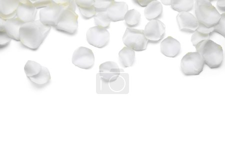 Téléchargez les photos : Belles pétales de fleurs de rose sur fond blanc, vue de dessus - en image libre de droit