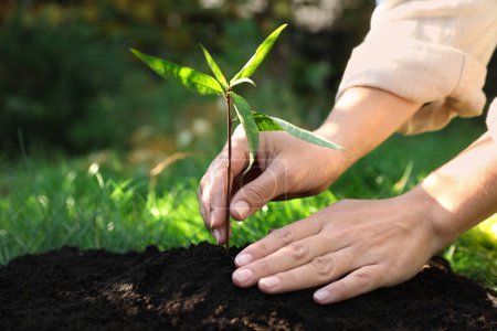 Foto de Mujer plantando árbol joven en el jardín, primer plano - Imagen libre de derechos