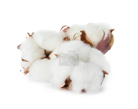Photo for Beautiful fluffy cotton flowers on white background - Royalty Free Image